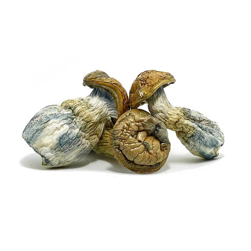 Jumbo Blue Meanie Magic Mushrooms
