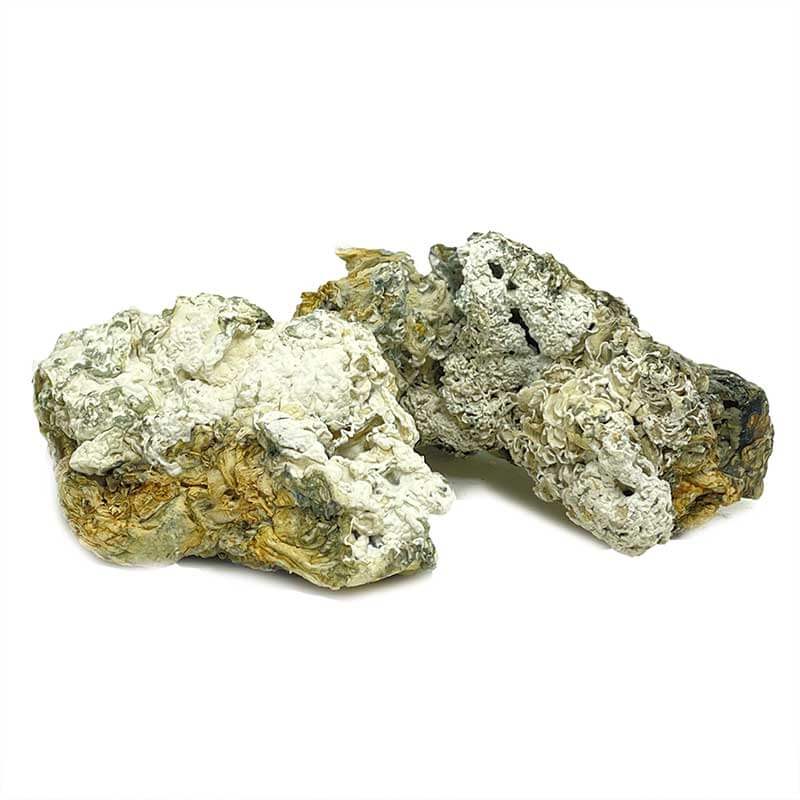 Enigma Mushroom Strain - Image 2