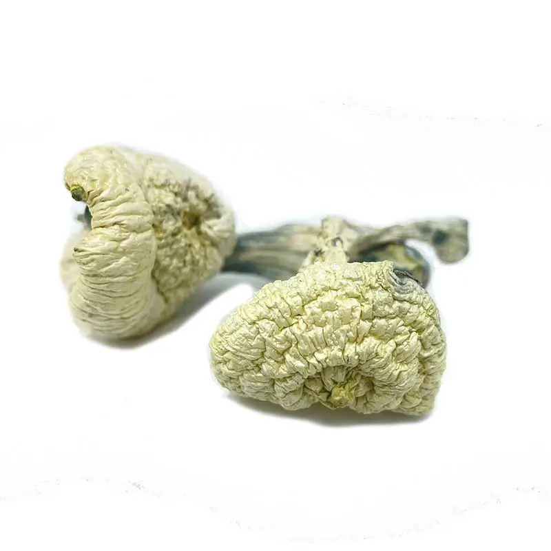 Great White Monster Mushrooms