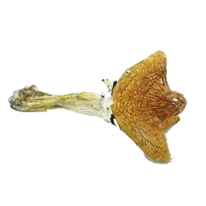 Huatla Mushrooms