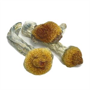 Texas Penis Envy Mushrooms