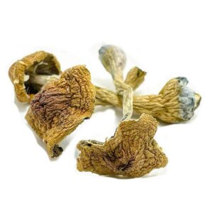 Space Coast Mushroom