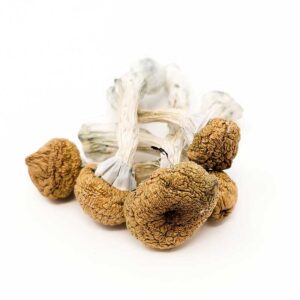 Texas Yellow Cap Mushrooms