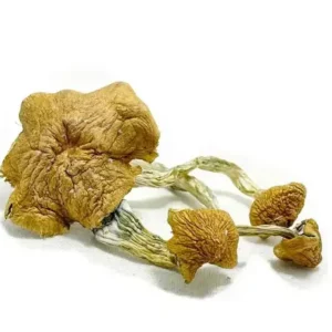 Thai Elephant Dung Mushrooms​